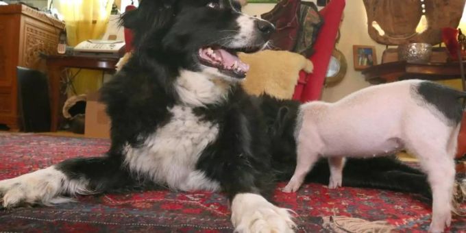 Hündin Molly säugt das knapp sechs Wochen alte Ferkel Rosa. Die Border Collie Hündin nährt das Ferkel, welches zu klein war sich gegen seine Geschwister an den Zitzen der Muttersau durchzusetzen. Foto: Karl-Josef Hildenbrand Hündin Molly säugt das knapp sechs Wochen alte Ferkel Rosa. Die Border Collie Hündin nährt das Ferkel, welches zu klein war sich gegen seine Geschwister an den Zitzen der Muttersau durchzusetzen. Foto: Karl-Josef Hildenbrand