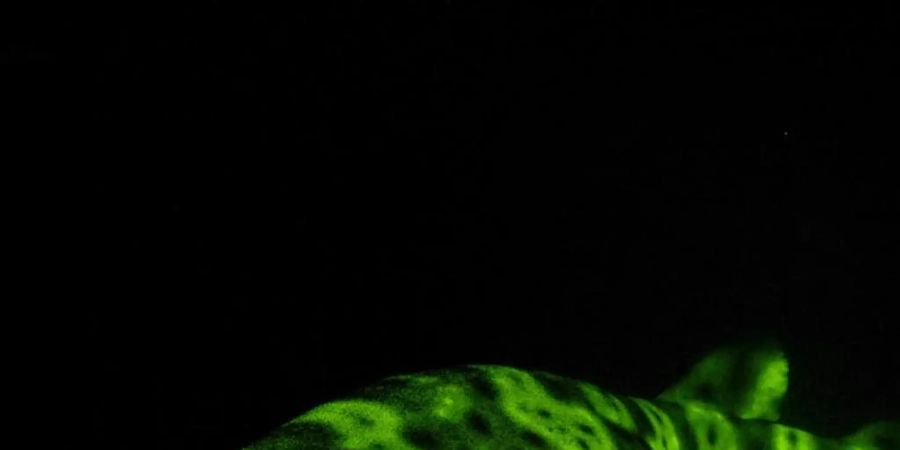 Biofluoreszierender Schwellhai: Das grüne Leuchten können nur seine Artgenossen sehen - oder Menschen mit Hilfe spezieller Kameras. Foto: David Gruber/iScience