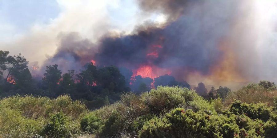 Waldbrand Département Pyrénées-Orientales