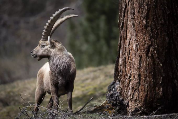 In Pontresina GR lebt die grösste Steinbockkolonie der Schweiz. Steinbock