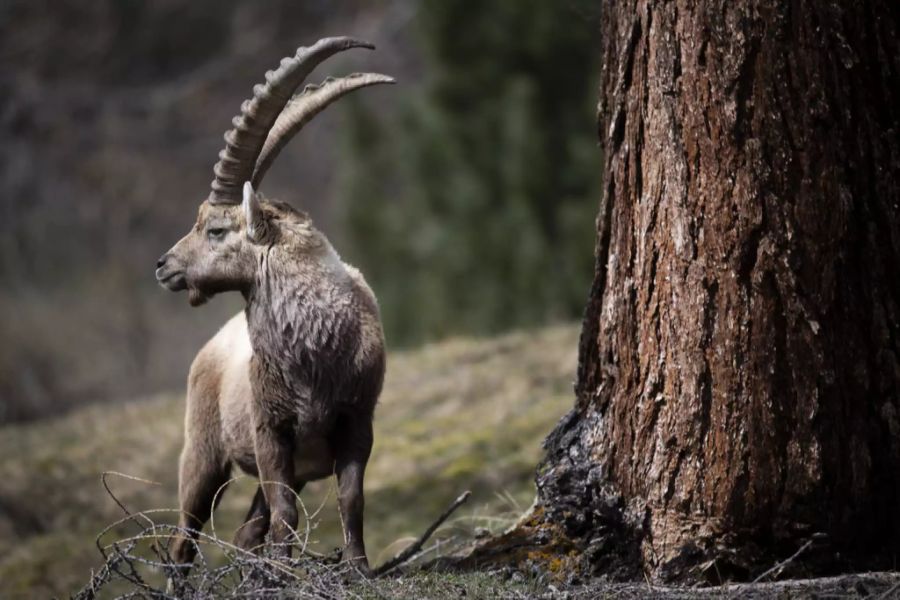 In Pontresina GR lebt die grösste Steinbockkolonie der Schweiz.