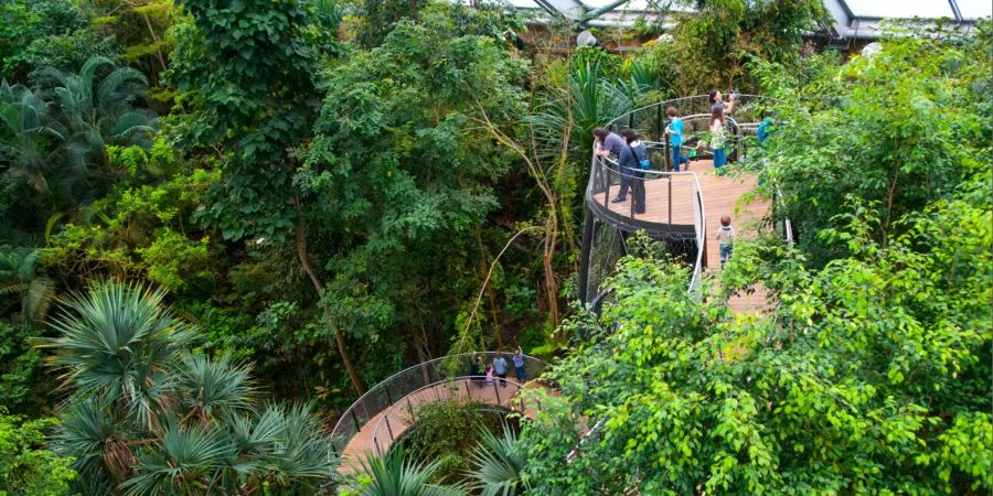 Besucher bewundern den Masoala Regenwald über den Baumkronenweg im Zoo Zürich.