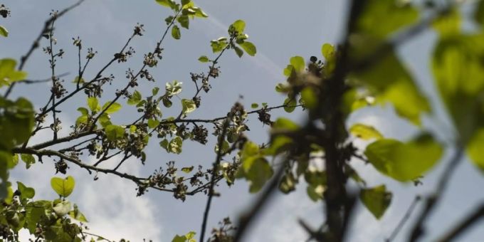 Hochstamm Birnenbaum. (Archivbild) hochstamm