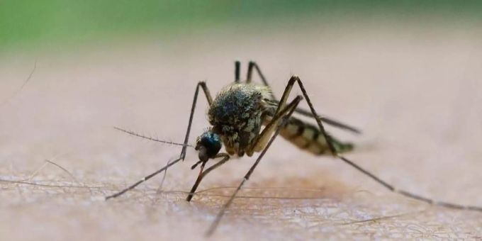 Der Virus wird von den Mücken übertragen. Chikungunyafieber