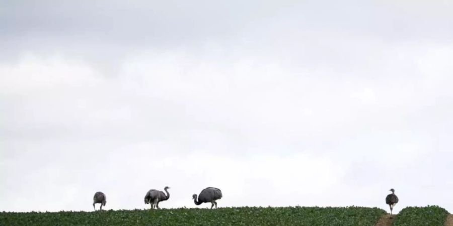 Im Grenzland von Mecklenburg-Vorpommern und Schleswig-Holstein, nahe des Ratzeburger Sees, hat sich in den vergangenen zwei Jahrzehnten die einzige wildlebende Nandu-Population Europas fest etabliert. Foto: Christian Charisius