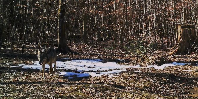 Kanton Aargau - Wolf reisst zwei Ziegen