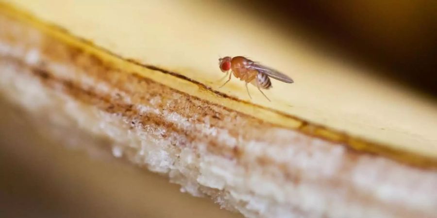 Eine Fruchtfliege sitzt auf einer Bananenschale. Neuseeland hat strenge Schutzmassnahmen, um zu verhindern, dass Erreger eingeschleppt werden. Foto: Daniel Naupold