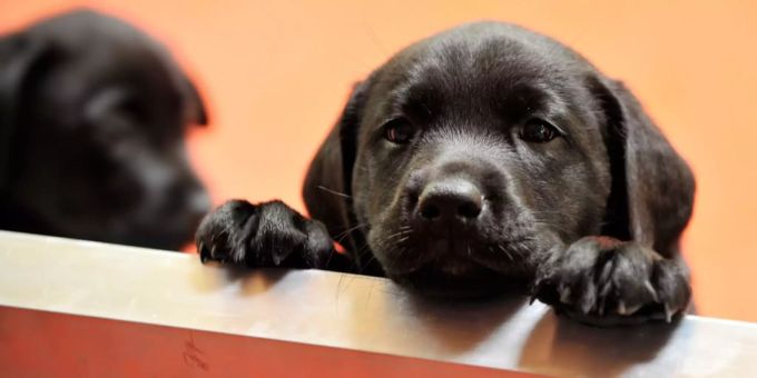 Kriminelle schmuggelten zahlreiche junge Hunde in die Schweiz. HUnde