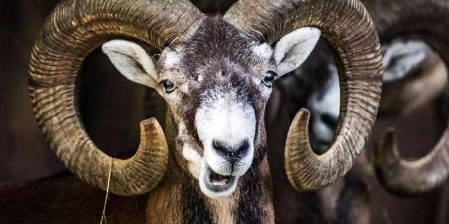 Mufflons stehen im Opel-Zoo wiederkäuend in ihrem Gehege. Mehr als hundert Jahre streiften die Mufflons durch das abgelegene Waldgebiet östlich von Lüneburg, nun sind sie weg. Foto: Frank Rumpenhorst