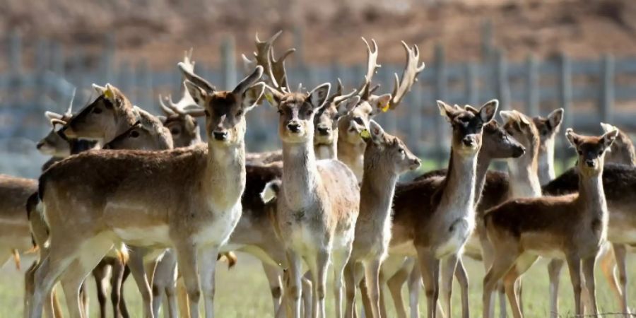 Hirsche und Rehe kamen im 19. Jahrhundert nach Australien