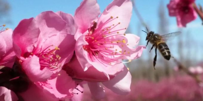 Schädlingsorganismen sind eine grosse Gefahr für Pflanzen und Insekten. Zierpflanzen Bund