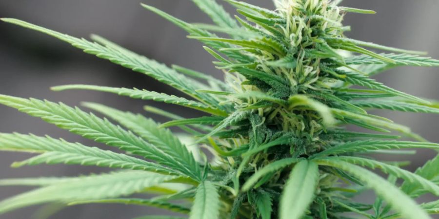 Das Bundesverwaltungsgericht erachtet Cannabisblüten als Tabakersatz, womit sie gleich besteuert werden können wie Feinschnitt-Tabak.