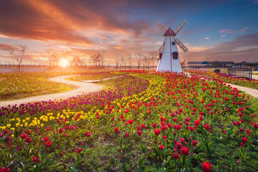 Windmühle Tulpen Sonnenaufgang Frühling