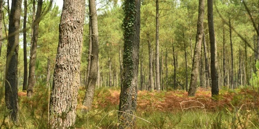 Offenbar geschleuste Menschen in Brandenburg entdeckt