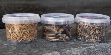eu verordnung insekten lebensmittel