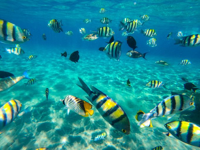 In der Naama Bay in Scharm El-Scheich muss man manchmal gar nicht tief tauchen, um farbenfrohe Gesellschaft zu bekommen. Fische Tauchen Unterwasser Papagaienfische Meer