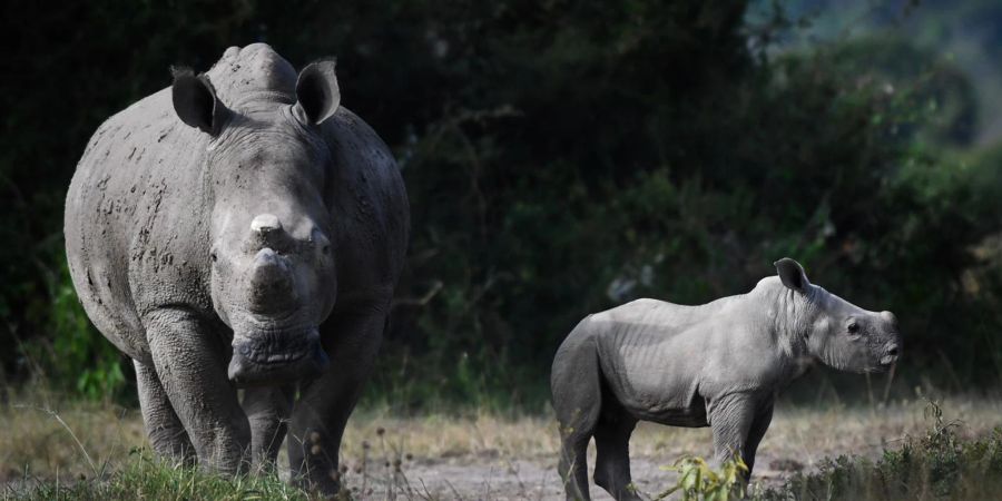 Nashorn-Nachwuchs im Akagera-Nationalpark in Ruanda.