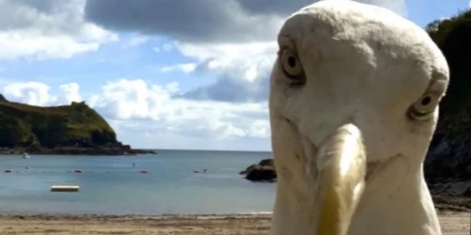 Die Möwe wird gefeiert. möwe