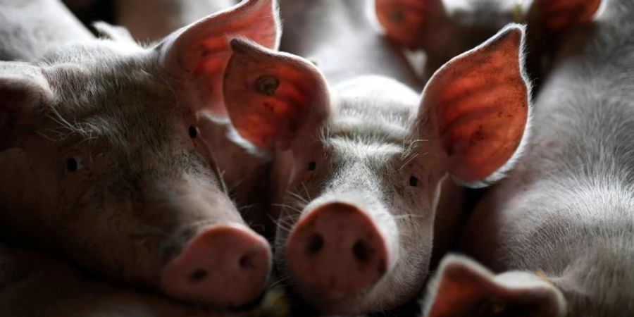 Schweine in einem Stall