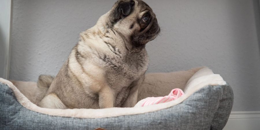 Wenn sich ein älterer Hund tagsüber immer mehr zurückzieht, aber nachts plötzlich sehr aktiv ist, kann das ein Hinweis auf Demenz sein.