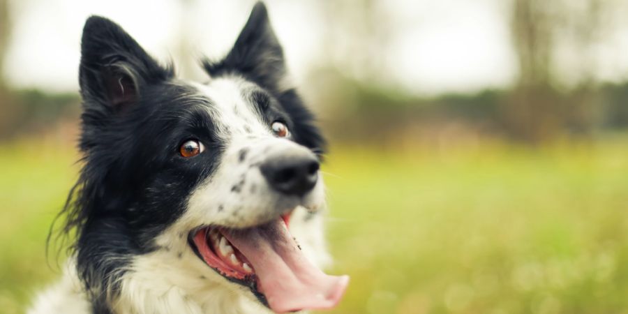 Hund mit ausgestreckter Zunge im Freien