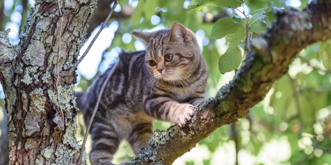 Katze auf dem Baumast