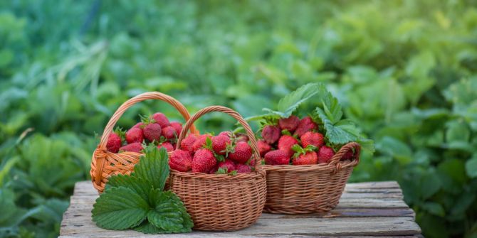 Weidenkörbe mit Erdbeeren