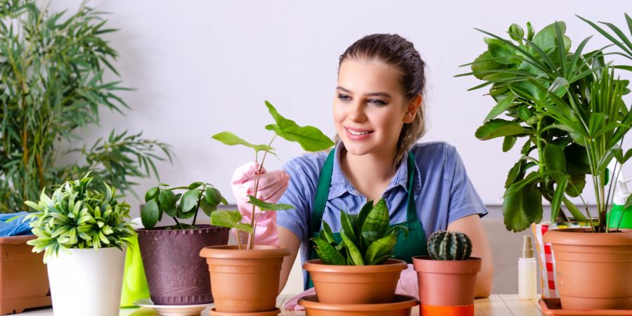 Zimmerpflanzen können die Luftqualität im Raum verbessern.