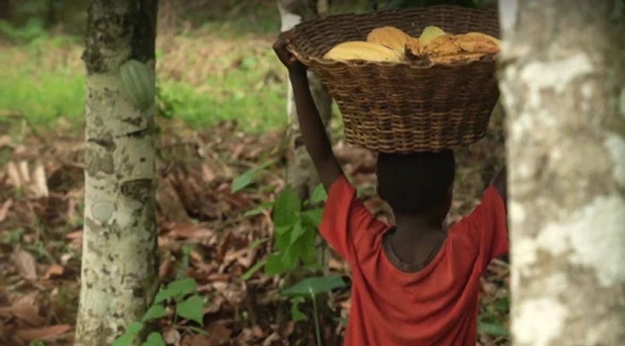 Ghanaische Kinder haben auf Kakao-Plantagen schwer zu schleppen.