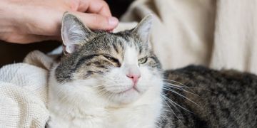 Katze wird gestreichelt