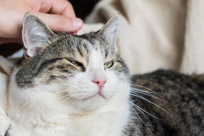 Katze wird gestreichelt