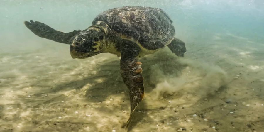 Laut Forschenden könnte die Unechte Karettschildkröte ein sogenannter Bioindikator sein. (Symbolbild)