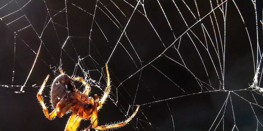 Spinnen bauen ihre Netze auf der Erde asymmetrisch. In der Schwerelosigkeit spinnen sie die Netze hingegen symmetrischer, zumindest in der Dunkelheit. (Archivbild)