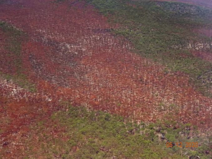 Ein Grossteil der Baumriesen ist bereits abgebrannt. Fraser Island