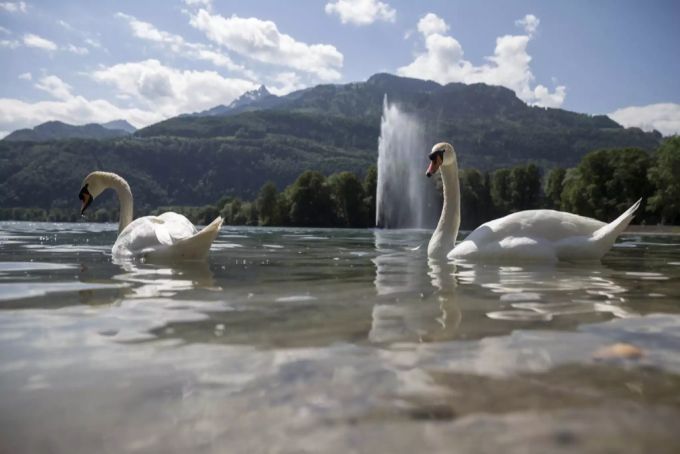Schwäne schwimmen auf dem Walensee vor Weesen. weesen