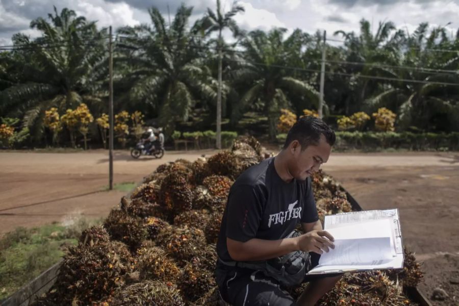 Palmölanbau Indonesien.