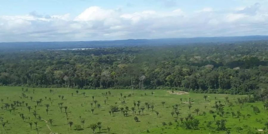 Abgeholzte Fläche des Amazonas in Brasilien. 43 Millionen Hektar tropischen Regenwalds sind nach Berechnungen der Umweltorganisation WWF in den vergangenen Jahren allein in 24 besonders stark betroffenen Gebieten zerstört worden. Foto: Martina Farmbauer/dpa