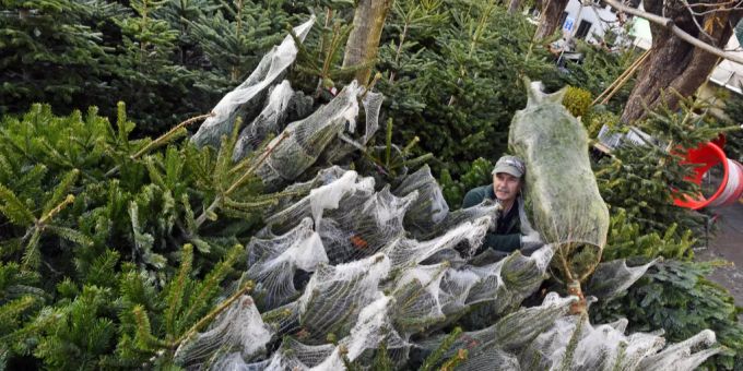 Weihnachtsbaum-Verkauf.