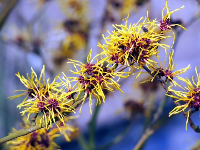 Pflegeleichte Zaubernuss (Hamamelis). Hamamelis