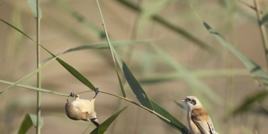 Die Beutelmeise gehörte zu den Raritäten der diesjährigen internationalen Zugvogeltage, an denen am Wochenende Millionen von Vögeln beobachtet wurden.