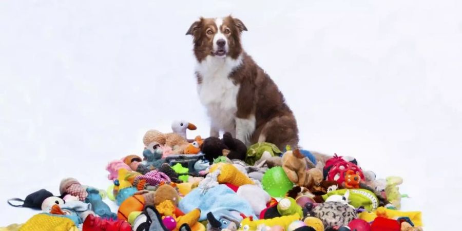 Nalani sitzt neben einem Haufen Spielzeug. Manche Hunde lernen binnen kurzer Zeit viele neue Wörter und können sie sich mindestens zwei Monate lang merken. Foto: Sonja De Laat Spierings/Eötvös Loránd University/dpa
