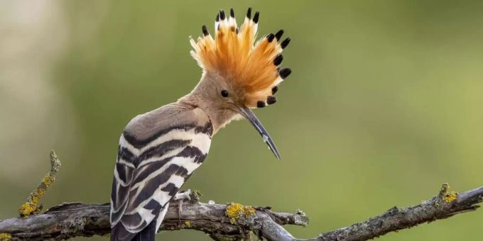 Ein Wiedehopf steht auf einem Ast. Er steht zur Wahl zum «Vogel des Jahres» 2022. Nun kann von der Bevölkerung wieder abgestimmt werden. Foto: Paul Gläser/NABU/CEWE/dpa Ein Wiedehopf steht auf einem Ast. Er steht zur Wahl zum «Vogel des Jahres» 2022. Nun kann von der Bevölkerung wieder abgestimmt werden. Foto: Paul Gläser/NABU/CEWE/dpa