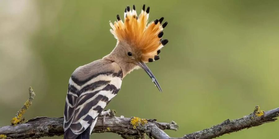 Ein Wiedehopf steht auf einem Ast. Er steht zur Wahl zum «Vogel des Jahres» 2022. Nun kann von der Bevölkerung wieder abgestimmt werden. Foto: Paul Gläser/NABU/CEWE/dpa