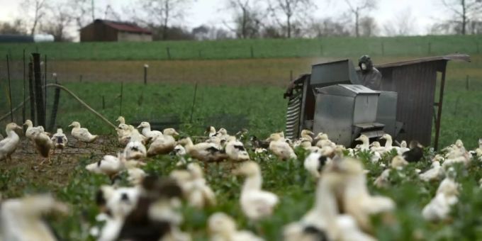 Erneut - Vogelgrippe in der französischen Stopfleber-Region entdeckt
