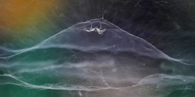 Eine Zeltspinne in ihrem Netz. Vidyun R. Hebbar gewinnt den Young Wildlife Photographer of the Year Award 2021 in der Kategorie für Unter-Zehnjährige. tierfotografie
