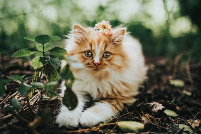 Freigängerkatzen sollten unbedingt kastriert werden. Katze