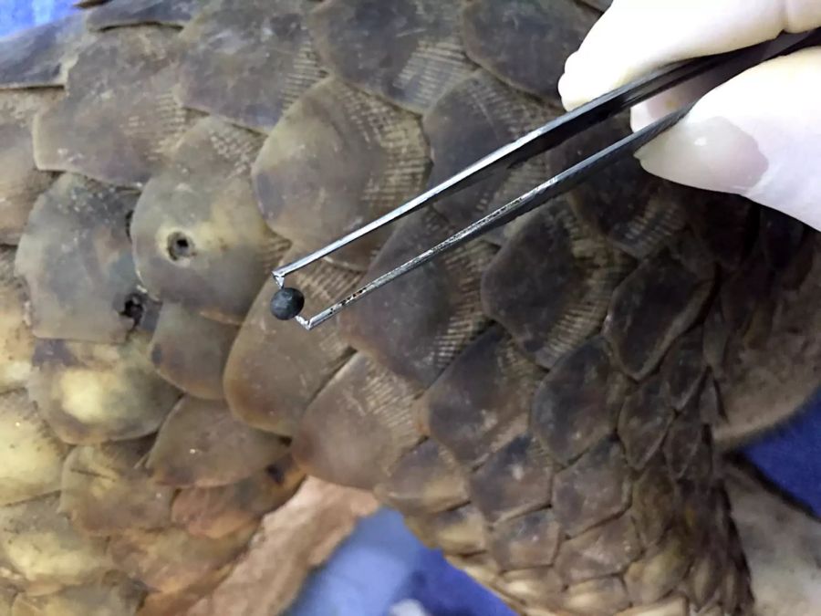 Die Schrottkugeln durchbohrten die Schuppen des exotischen Tieres.