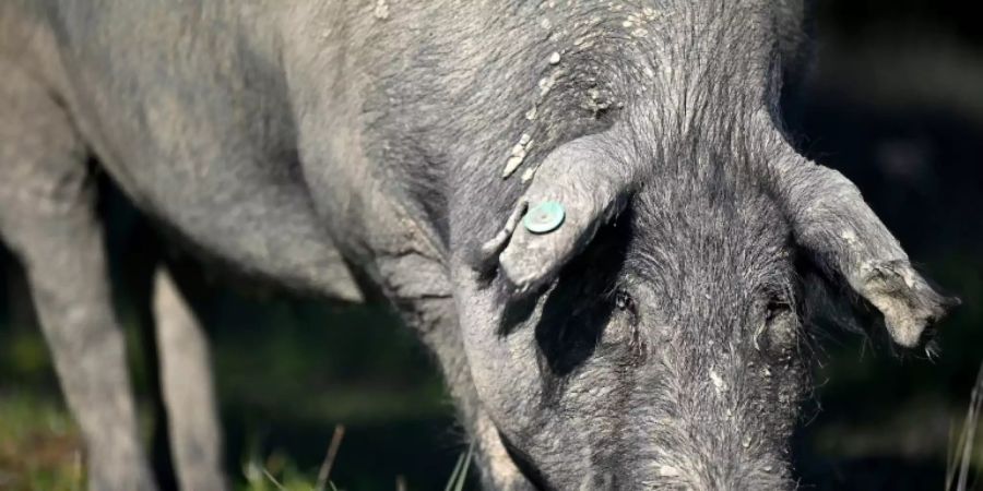 Ein Schwein