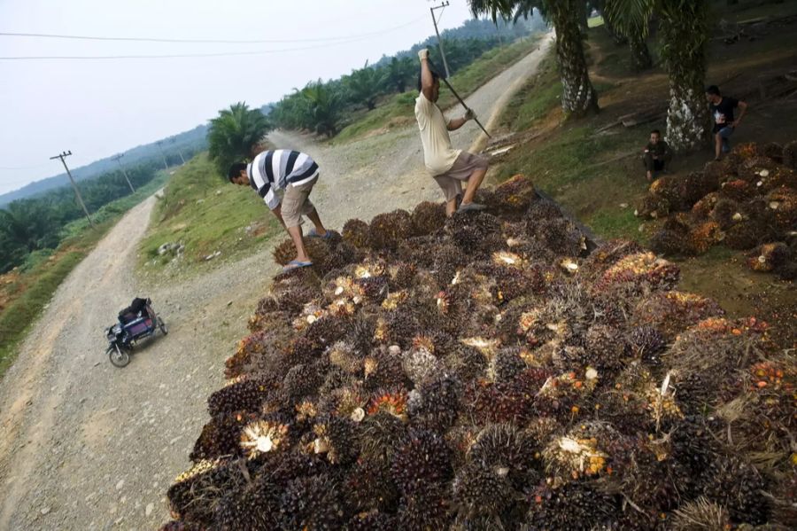 Palmöl Produktion Indonesien