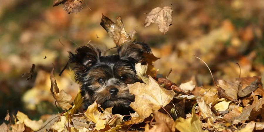 Yorkshire Terrier lernen Spielzeugnamen gemäss einer neuen Studie aussergewöhnlich schnell, doch das Erinnerungsvermögen lässt auch schnell wieder nach. Dieselbe Eigenschaft zeigte sich auch bei einem Border Collie. (Archivbild)